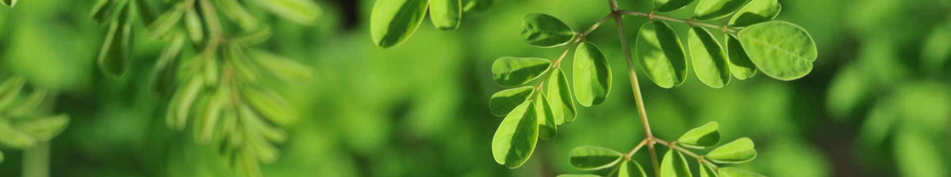Moringa Familienbetrieb