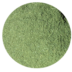 moringa-pulver